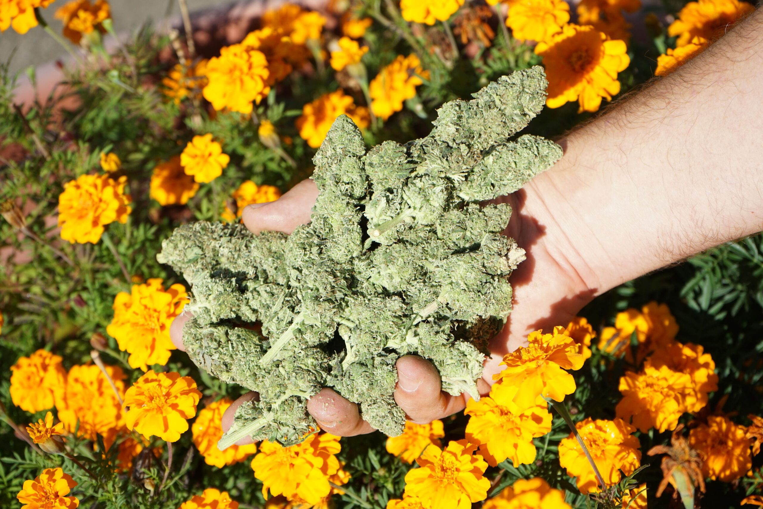CBD Hanf vor der Ernte bei Agronoma in der Schweiz