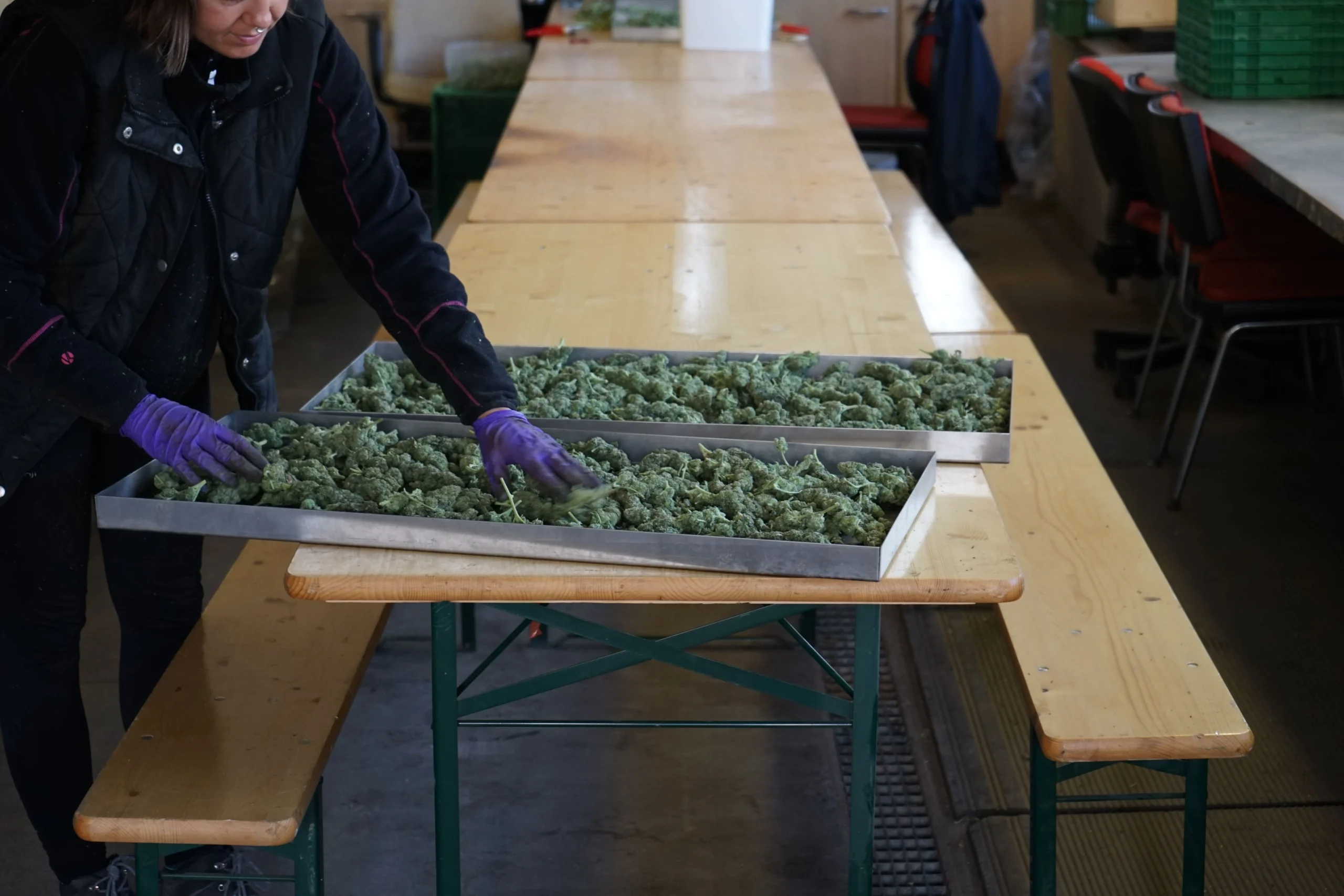 Pflanzenbearbeitung bei Agronoma