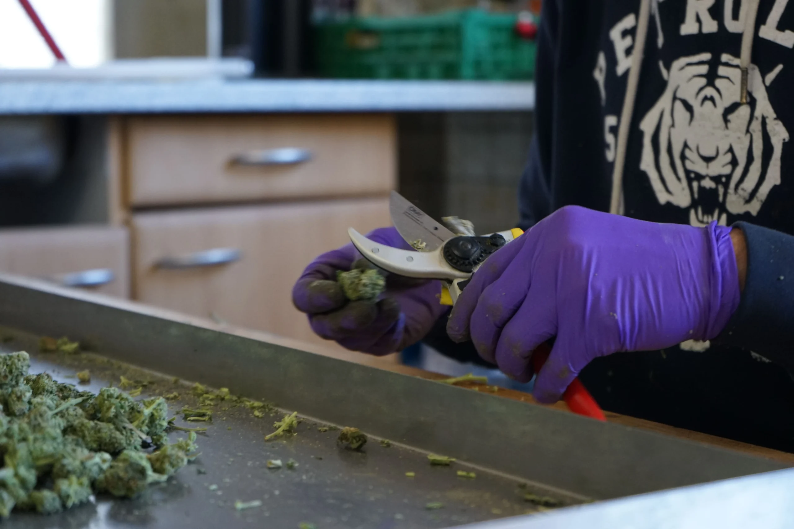 Sorgfältige Verarbeitung von CBD Hanf bei Agronoma