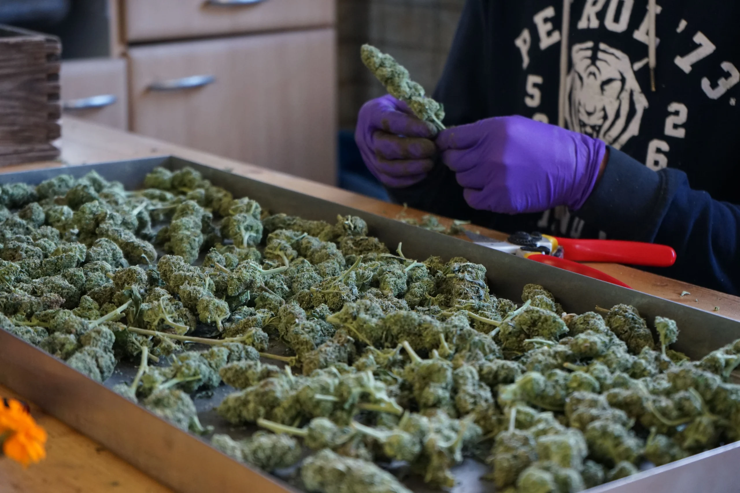 Aufbereitung von Schweizer CBD Hanf bei Agronoma